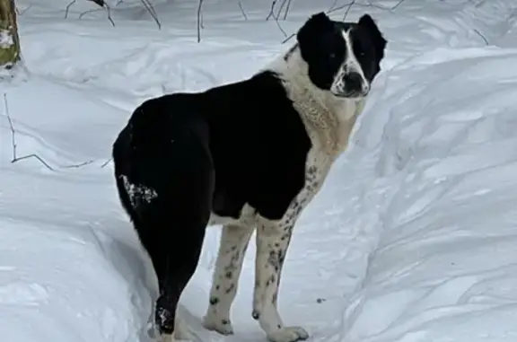 Найдена собака в СНТ Дубки, ищем хозяина 