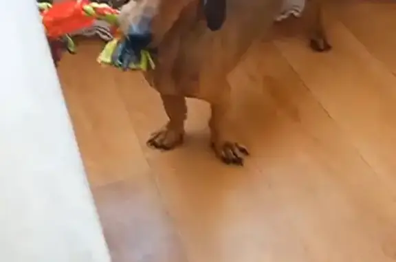 Собаки потеряшки, , фото: Потеряшка собака на ул. Стахановской, 3 в Пермском округе