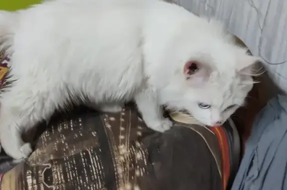 Найдена белая кошка на ул. Луначарского, 30.