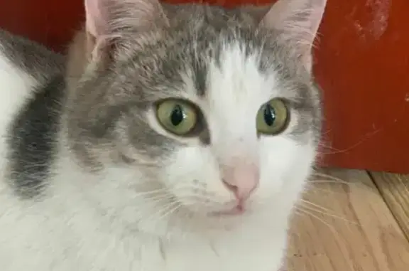 Найдена кошка на Ямашева, 48 в Казани