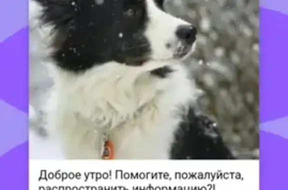 Пропала собака Теди в Корневском, Монасеино (46Н-05008)