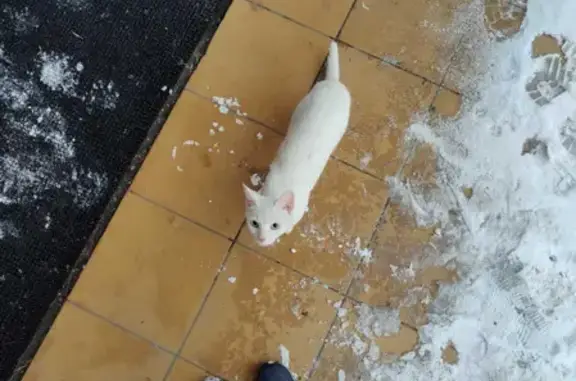 Найдена кошка на 2-м проезде Перова Поля, ищем хозяина