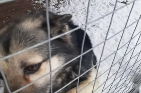 Найдена собака в Тульской области