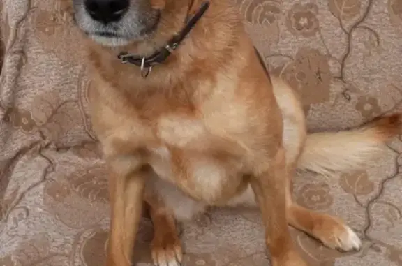 Пропала рыжая собака в Мурманске, ищем!