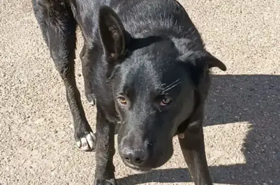 Найдена собака в Краснодаре, возможно потеряшка