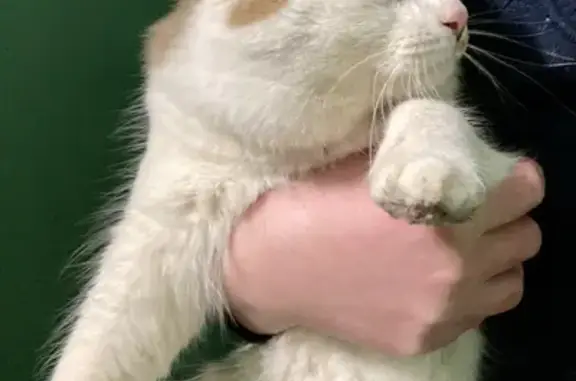 Найден ручной котик на Исаковского, 28 к2, Москва