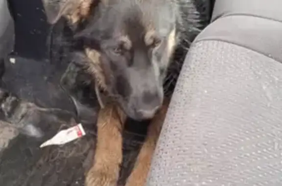 Собака найдена на Киевском шоссе