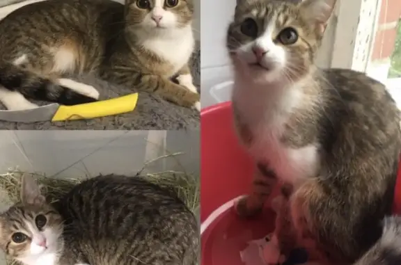 Кошки потеряшки, Санкт-Петербург, фото: Потеряшка кошка на пр. Ветеранов, СПб.