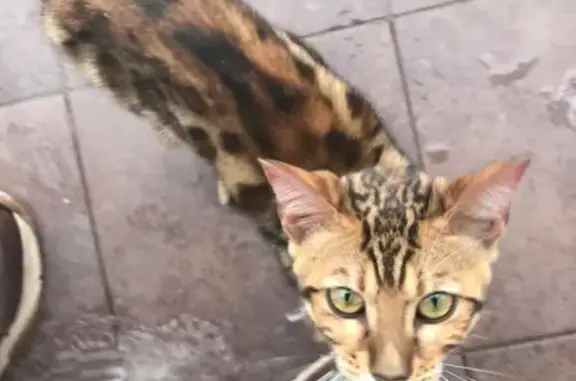 Найдена кошка на улице Джамбула, Тула
