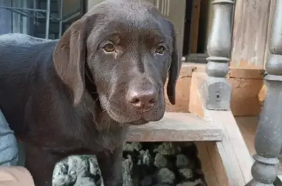 Собаки потеряшки, Москва, фото: Потеряшка собака лабрадор Маня, нужна операция, Чисмена, тел. +7 977 677 33 94