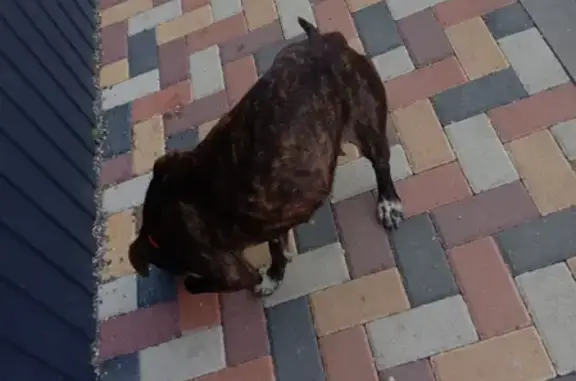 Найдена собака на ул. Победы в Ставрополе, контакт только через Ватсап