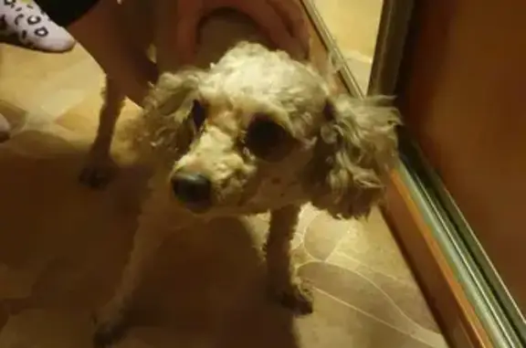 Найдена собака, Омск, фото: Собака найдена на ул. В. Маргелова, 356 в Омске.