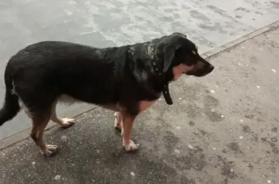 Собака найдена у ТЦ Жарптица на Советской площади, Нижний Новгород