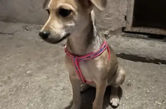 Найдена собака на ул. Яна Полуяна, 17 в Краснодаре