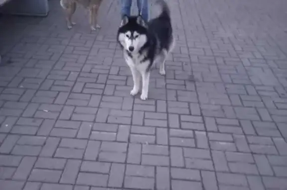 Собака Хаски на 15-й линии, 7 в Ростове