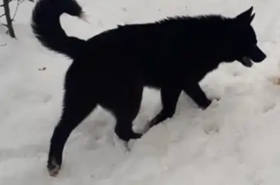 Найдена собака на улице Власова, Новосибирск