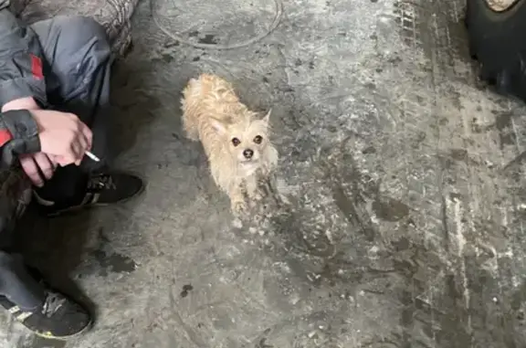 Найдена маленькая собачка в Кирове