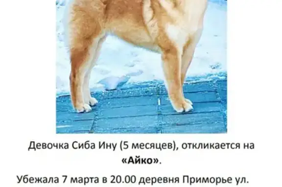 Пропала собака Айко в Приморье, Минский район, Новая улица, 24Б