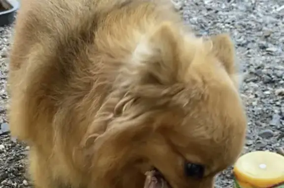 Пропала собака Триша на ростошинских прудах, нужна помощь!