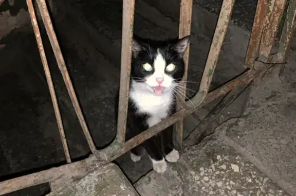 Кошка найдена на пр. Героев Североморцев, 65 в Мурманске