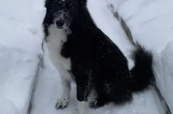 Пропала собака Молли в КП Ильичевка, Москва