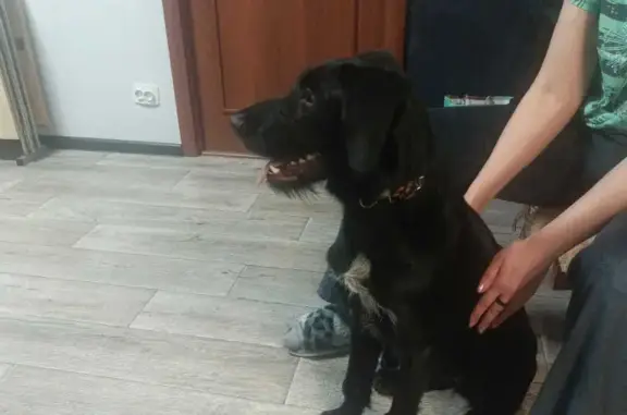 Собака Дратхар на ул. Гагарина, 28 в Копейске