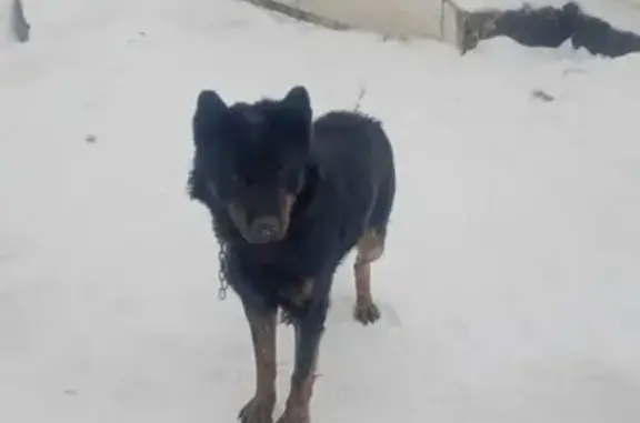 Пропала собака Тор на Ярославском проезде 18