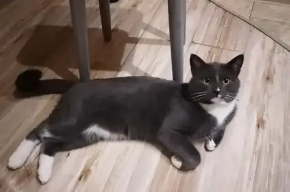 Кошки потеряшки, Киров, фото: Потеряшка кошка на ул. Ленина, 183, Киров.