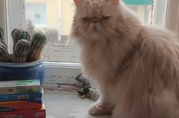 Пропала персиковая Персидская кошка на ул. Мира, 19, Мценск