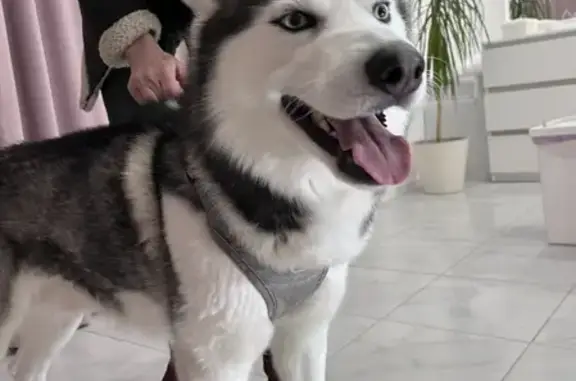 Собака Хаски найдена на Интернациональной, 11 в Дубне