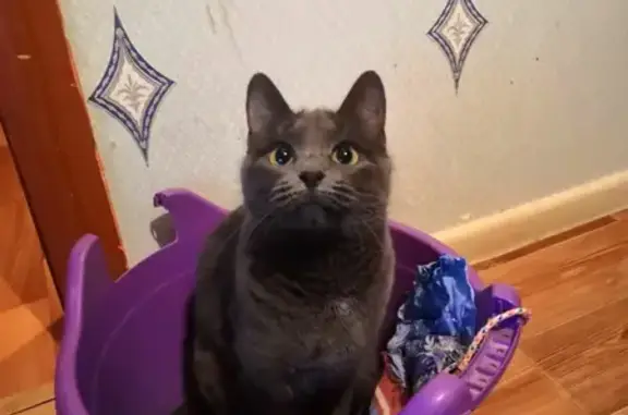 Кошки потеряшки, Ярославль, фото: Потеряшка кошка на Урицкого 69 к1 в Ярославле