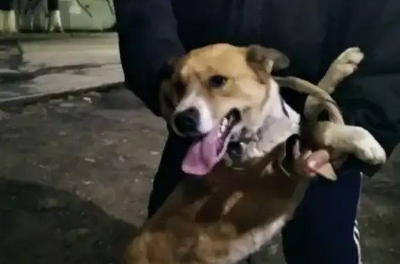Собака найдена на Симферопольской улице, Ростов-на-Дону