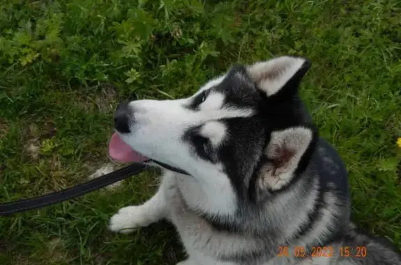 Пропала собака Пол, серый с белым, Нижегородская обл.