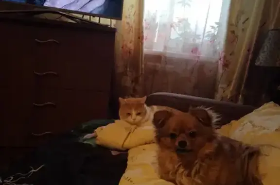 Потерянные животные Нижний Новгород, фото: Пропала собака Юта на ул. Политбойцов, 2, Н. Новгород