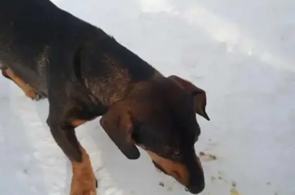 Найдена собака в Зарайске на Советской площади