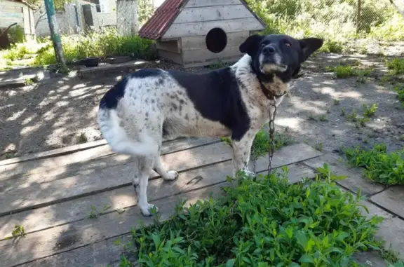 Собаки потеряшки, Измалково (измалковский Район), фото: Потеряшка собака Кекс на улице Железнодорожная, Измалково