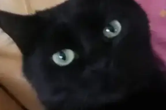 Пропала кошка Кошечка в Екатеринбурге, черная с сединой, малиновый ошейник, 2 года.