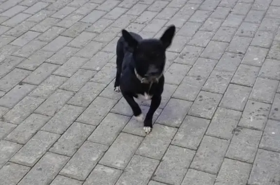 Найден чёрный мальчик-собака на ул. Михаила Митрофанова, 1, Бийск.