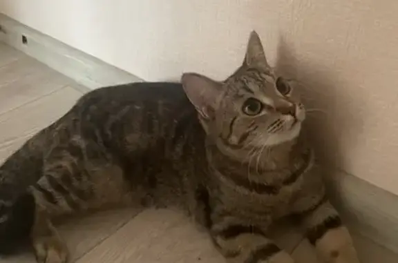 Кошки потеряшки, Набережные Челны, фото: Потеряшка кошка на 40 лет Победы, Набережные Челны