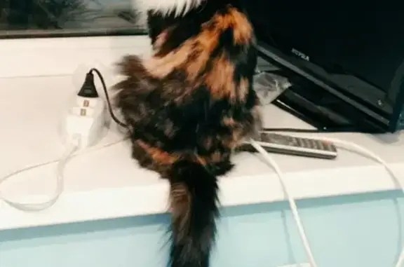 Кошки потеряшки, Ярославль, фото: Потеряшка кошка Лаки на улице Жукова, 6 в Ярославле.