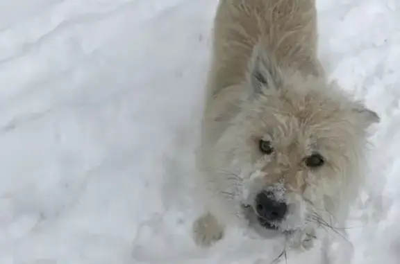 Собака Кобелёк найдена в районе Ватутина, 29, Омск