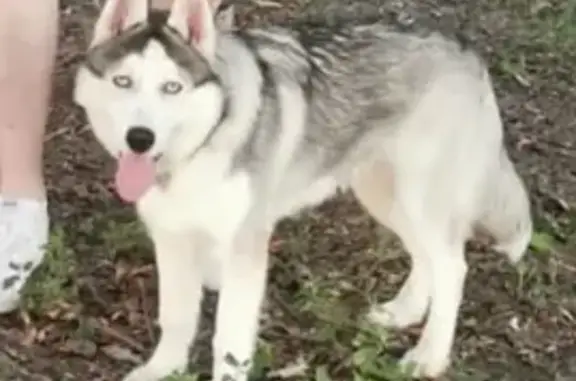 Потерянные животные Омск, фото: Пропала хаски на 4-й Транспортной, Омск