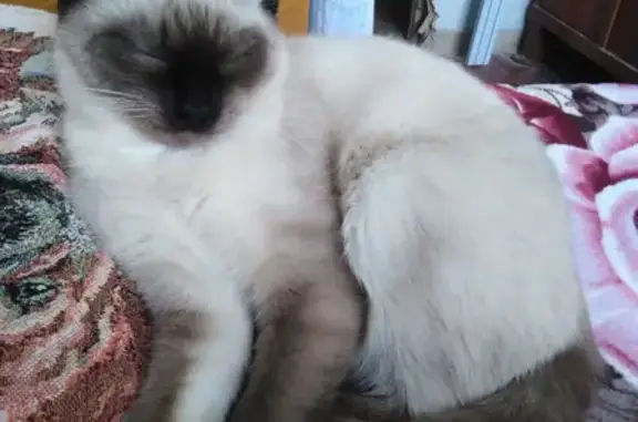 Кошки потеряшки, Киров, фото: Потеряшка Тайская кошка возрастом 8 мес. по адресу Мопра, 20, Киров