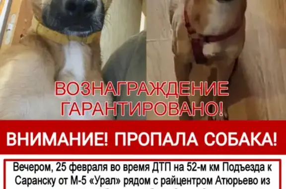Пропала собака Соня, возможно травмирована, Саранск.