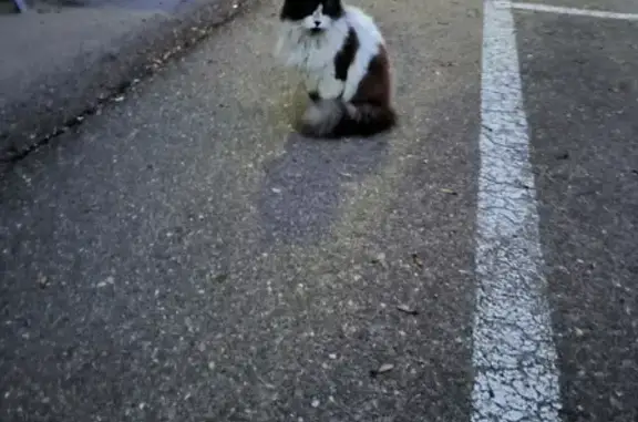 Найдена кошка на Сормовской улице, Краснодар