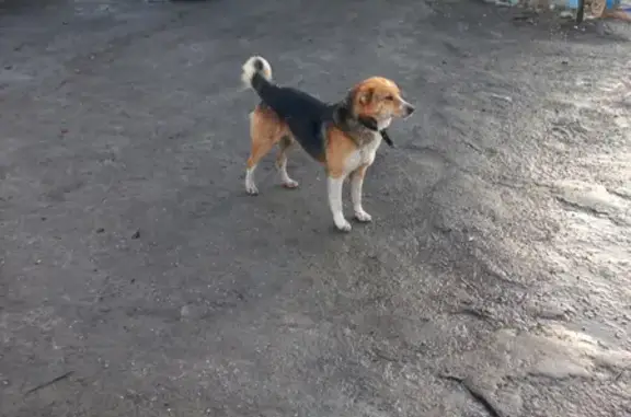 Собака с ошейником на ул. Лядова, 32Б в Пензе