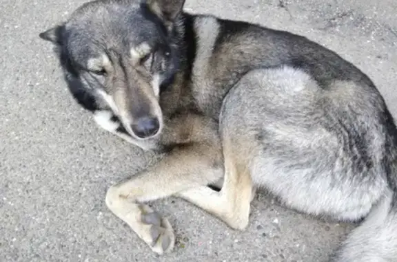 Найден добрый пёсик на ул. Селезнёва 122, Краснодар