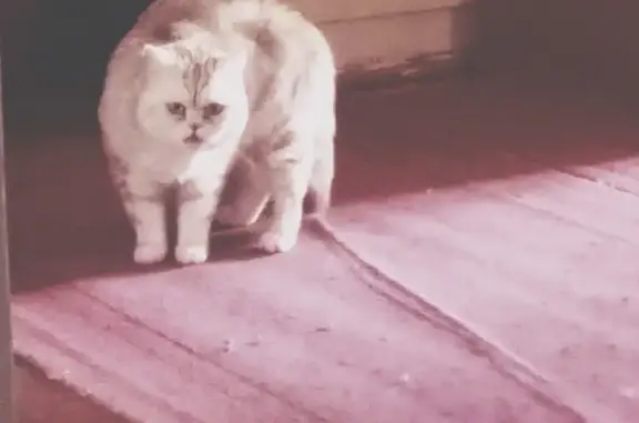 Найдена кошка Веслоухий в поселке Титан, Мурманская область