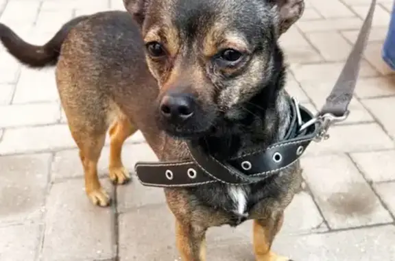 Найденные животные Ростов-на-Дону, фото: Найдена собака на Омской улице в Ростове