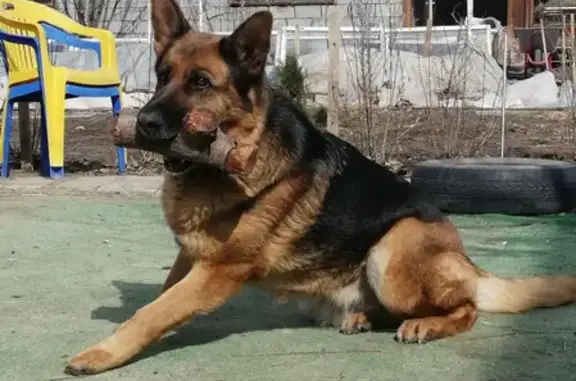 Пропала собака на Петровской, 88, Волжский
